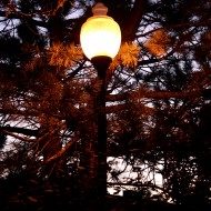 lit-street-lamp-among-pine-branches-at-dusk-190x190